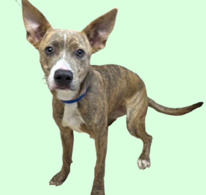 Photo of TUSC-Stray-82832