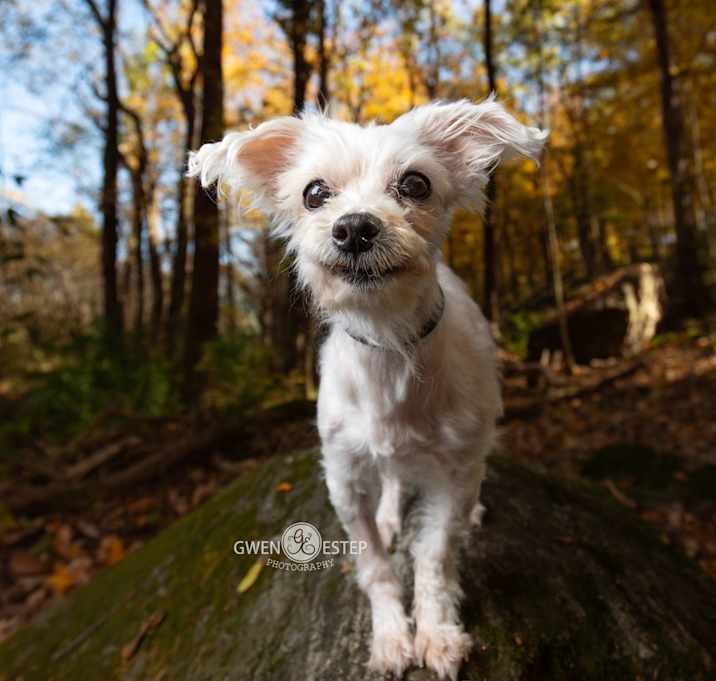 Photo of Goblin - **Deaf**