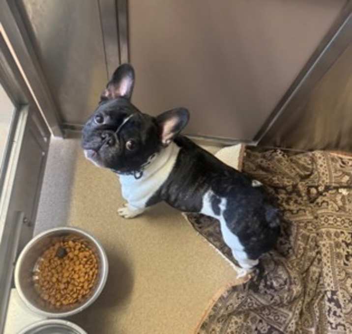 Photo of Snuffleupagus