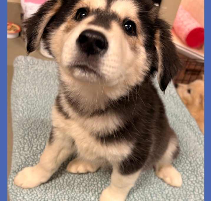 Photo of Dog Kennel #36