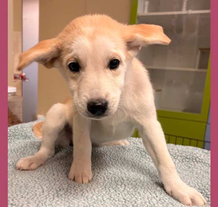 Photo of Dog Kennel #36