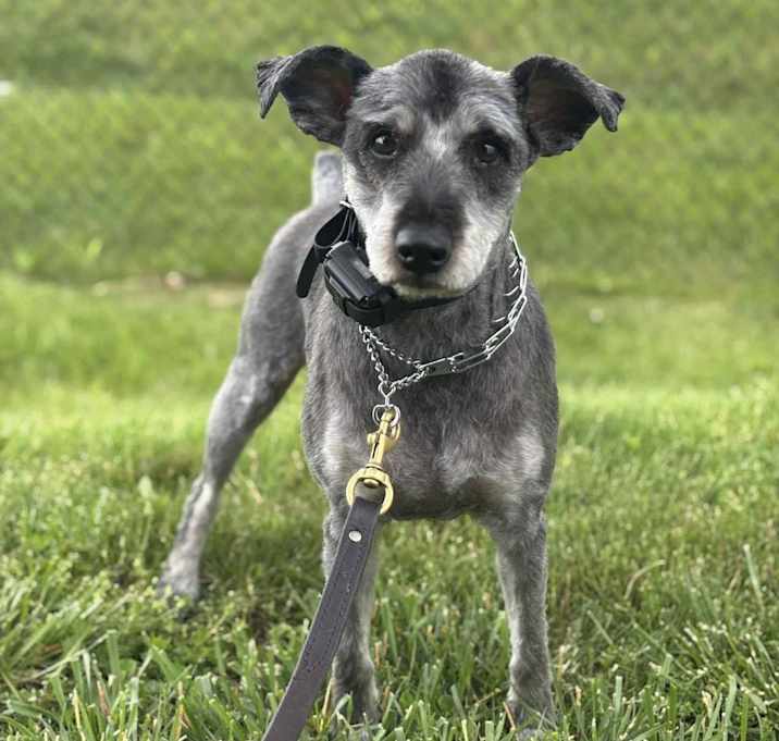 Photo of Sullivan (Sully)