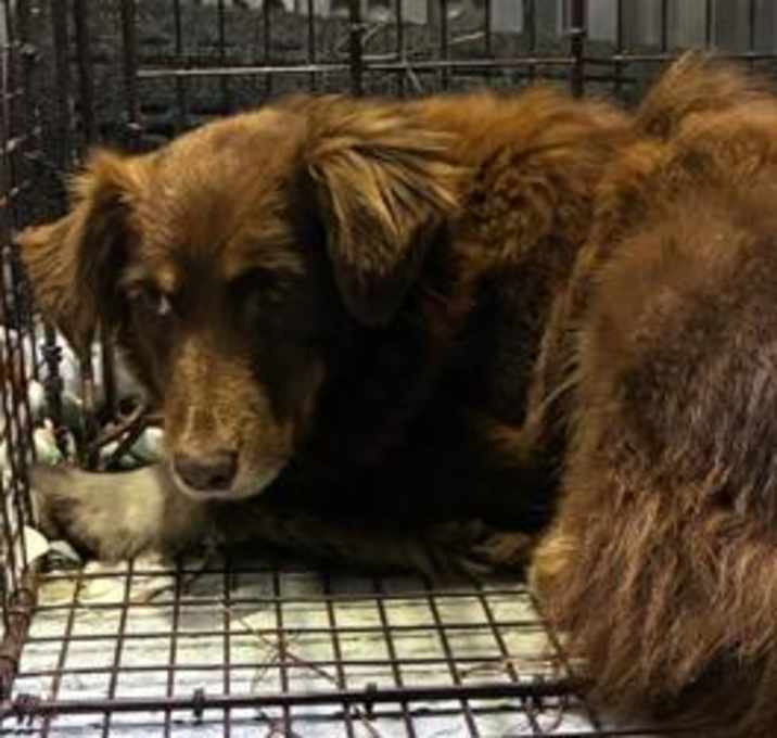 Photo of Stray - W Pedersen Loop/ AVAIL