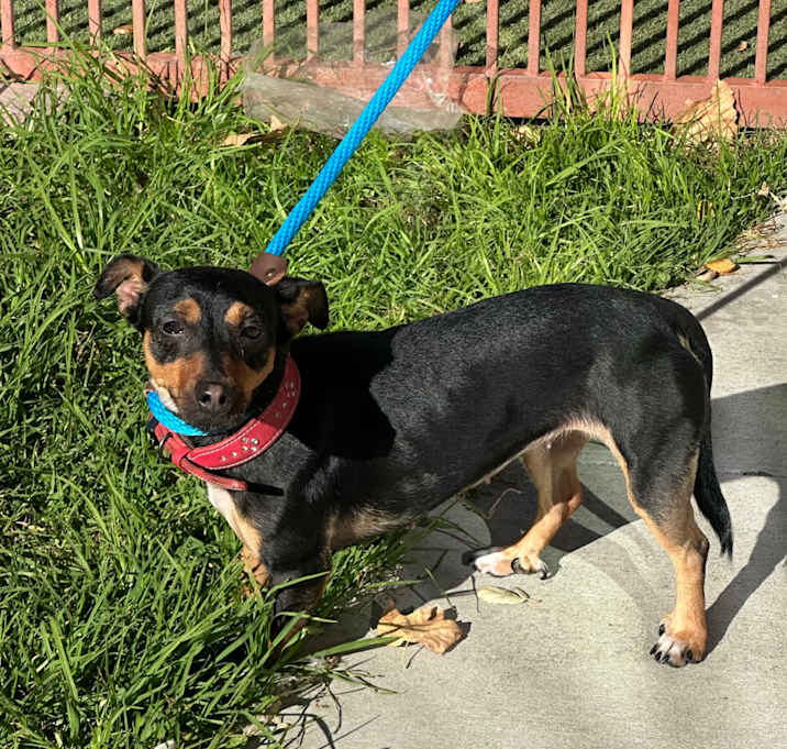 Photo of IEPA-Stray-18331