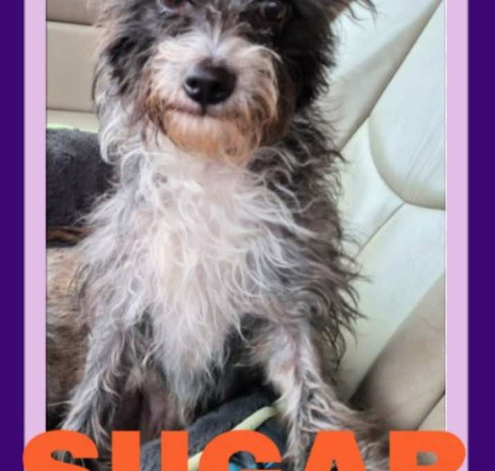 Photo of SUGAR