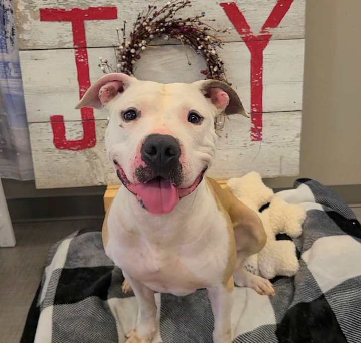 Photo of Dixie Yrly 472