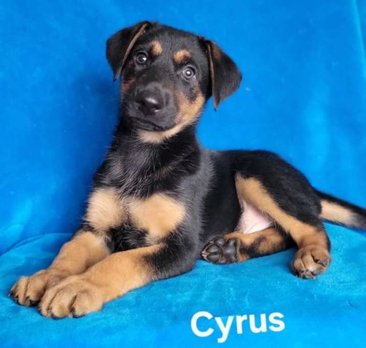 Photo of Cyrus
