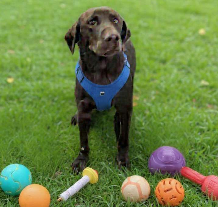 Photo of CHESTNUT (in Louisiana)