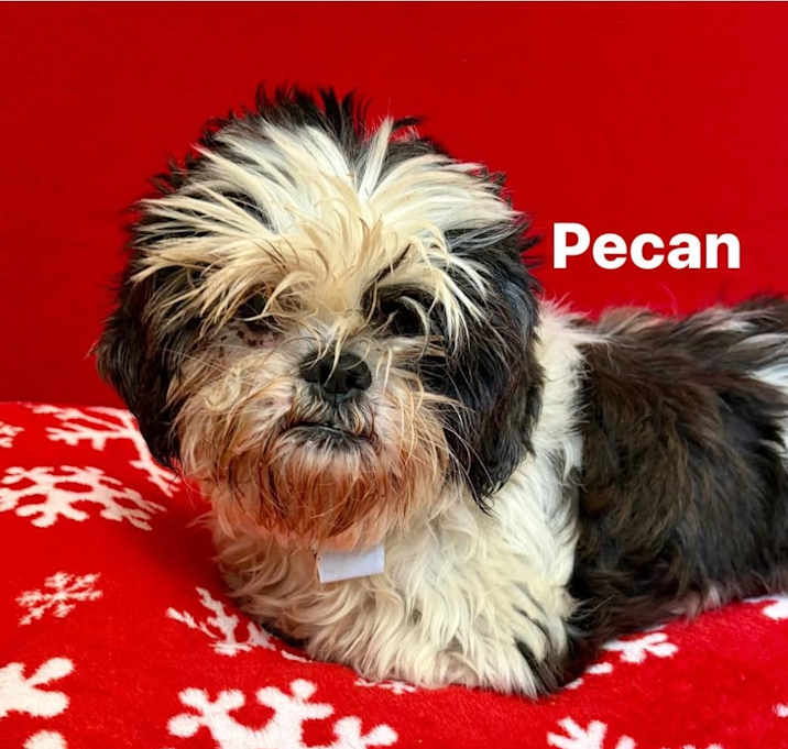 Photo of Pecan
