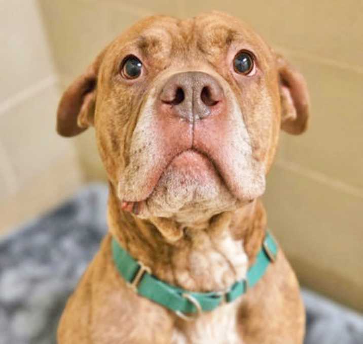 Photo of Drumlette (foster/adopt only)