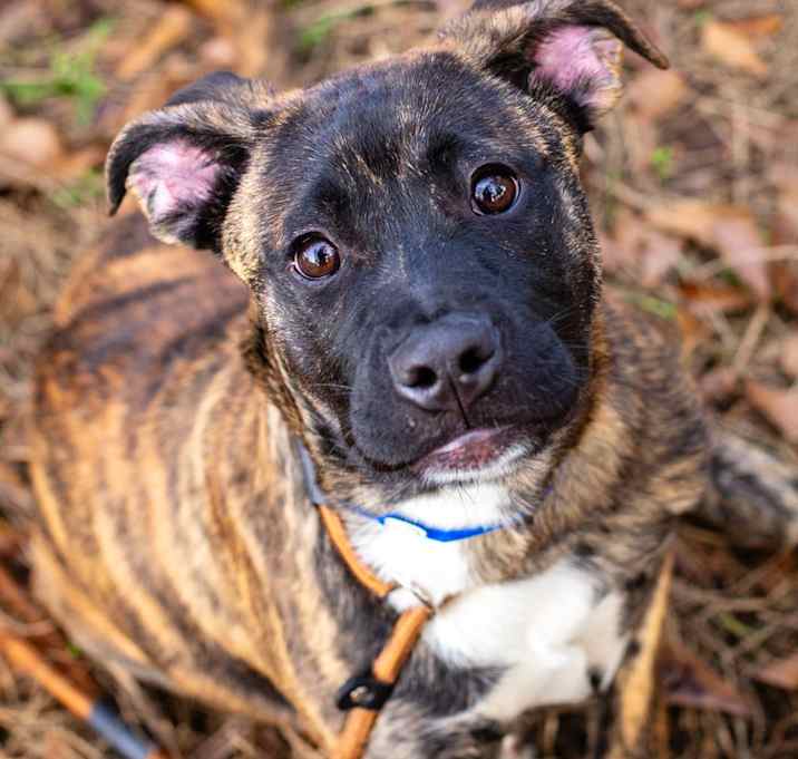 Photo of Chicken Fried Rice