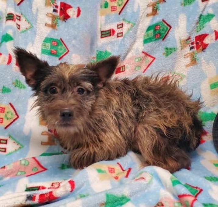 Photo of Pepper (6887)