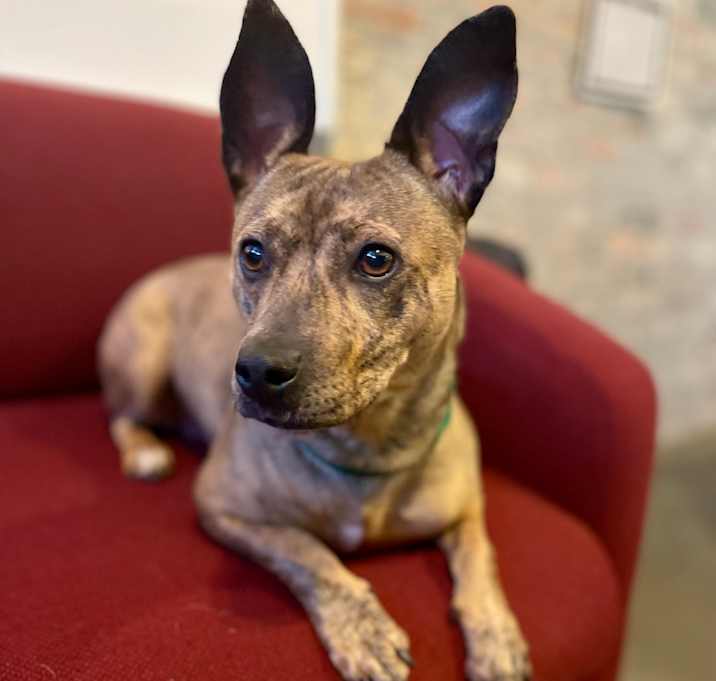 Photo of Butterscotch IceCream