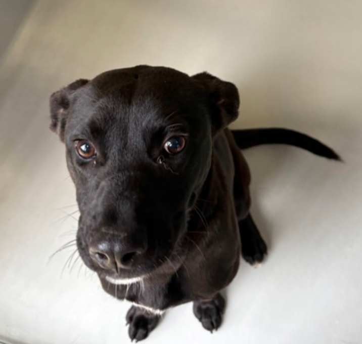 Photo of Midnight 1828-25