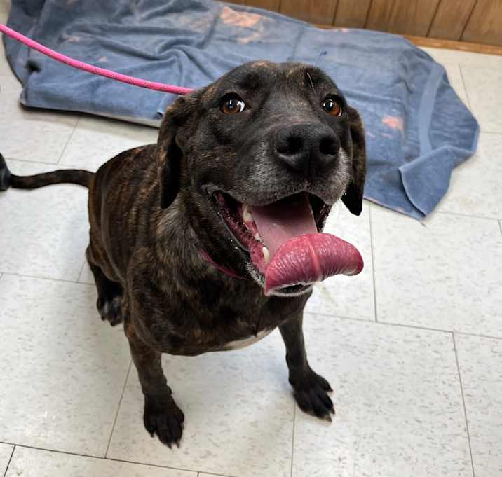 Photo of Olive (was Vice)