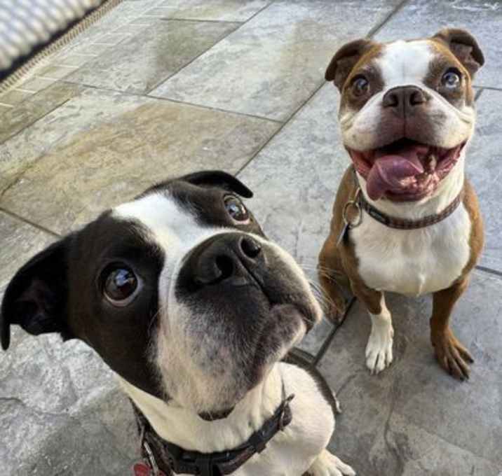 Photo of Buddy & Obi