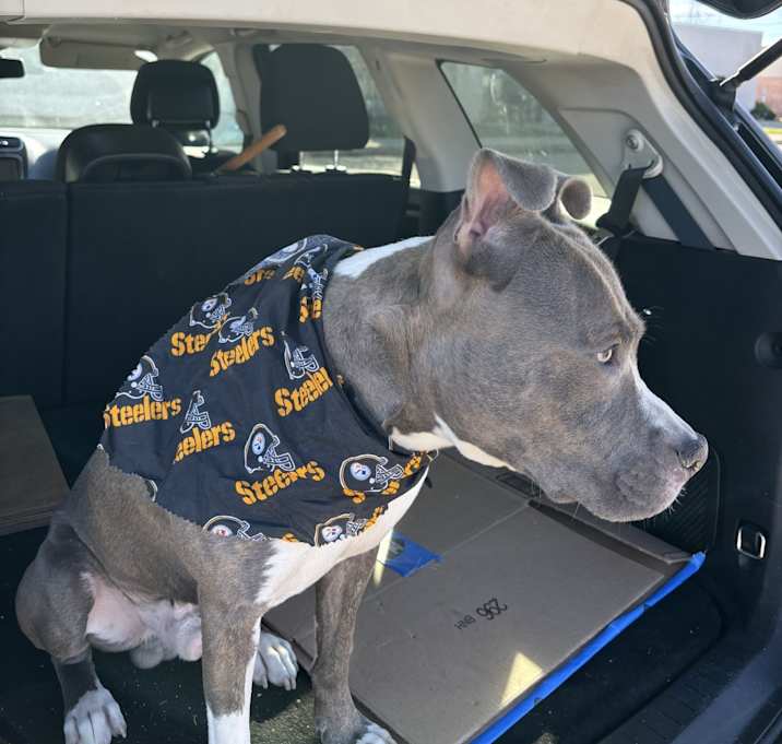 Photo of Rockstar Rocky