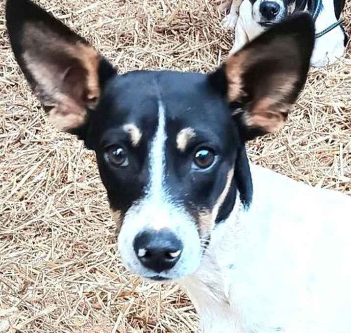 Photo of Jinglebells