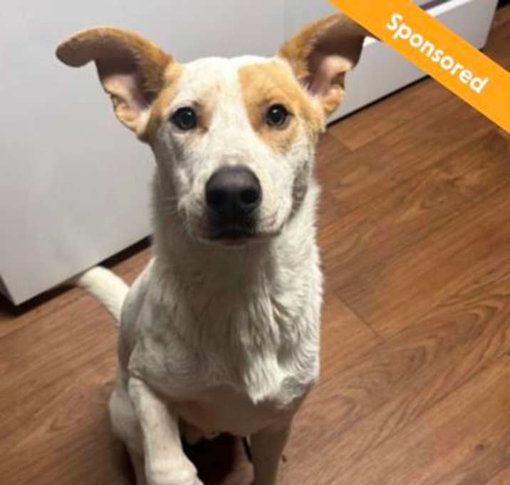 Photo of Pepper Jack