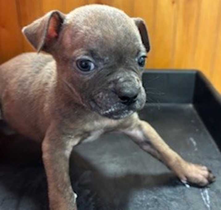 Photo of Thorin Oakenshield