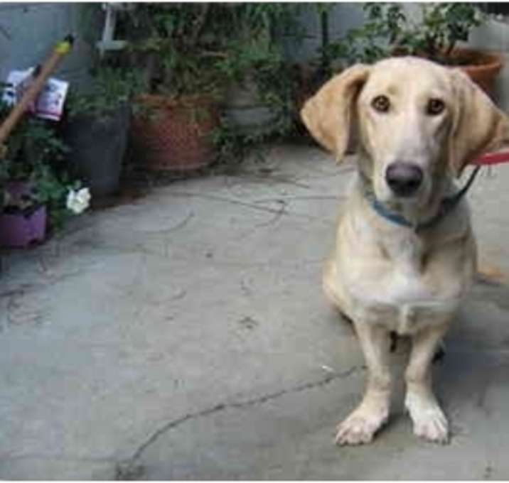 Photo of Dandelion