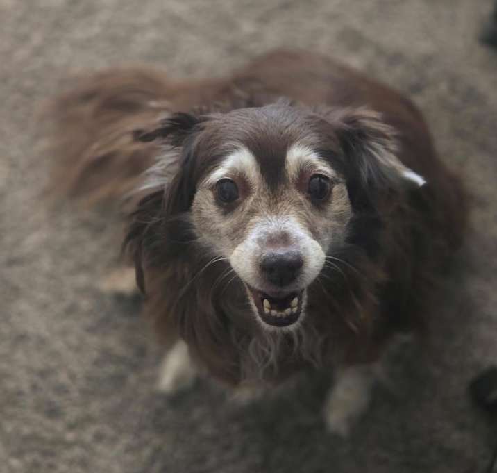 Photo of Lucky and Wrigley