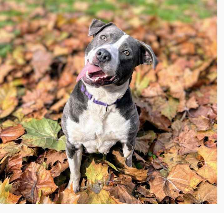 Photo of Nectarine CP