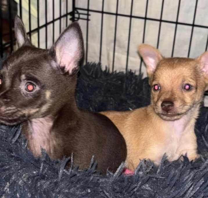 Photo of Jingle & Jangle