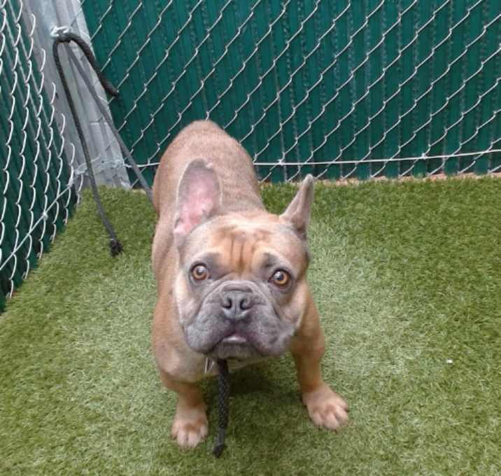 Photo of RUSSET TATER