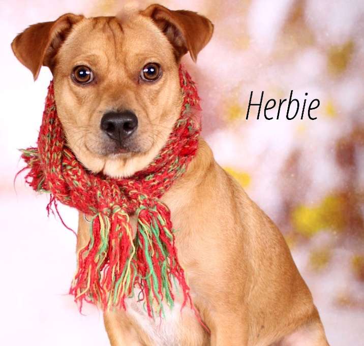 Photo of Herbie (now Jasper)