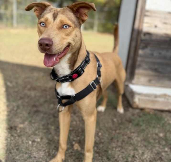 Photo of Danish 11-25-25