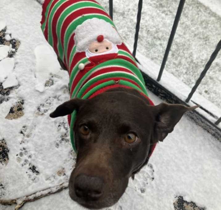 Photo of Tootsie - Available in Foster