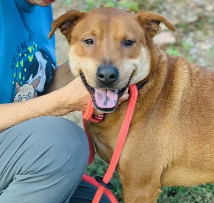 Photo of Chico (in foster)