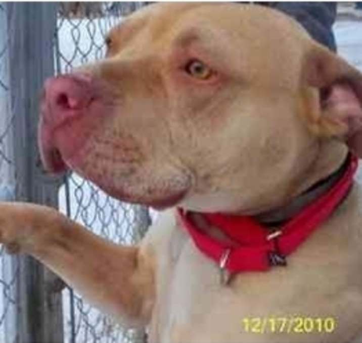 Photo of CHINO