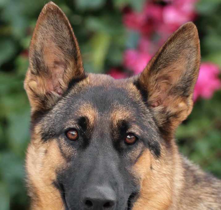 Photo of Thea von Tavannes