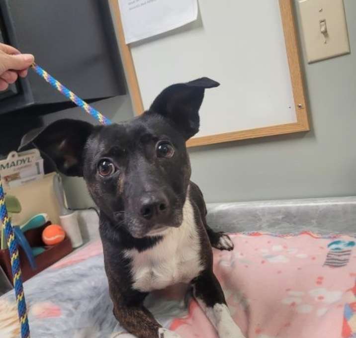 Photo of Simba 5661 D