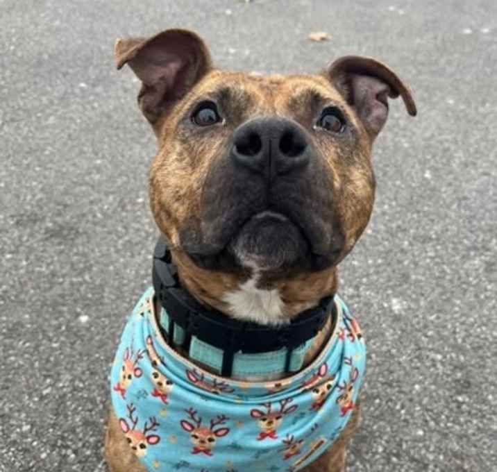 Photo of Lil Pumpkin