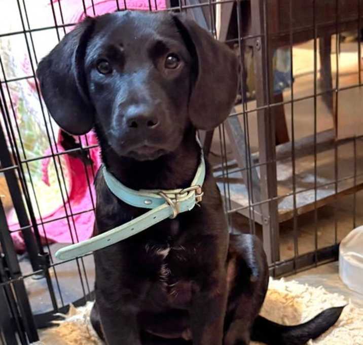 Photo of PUPPY BLAZE