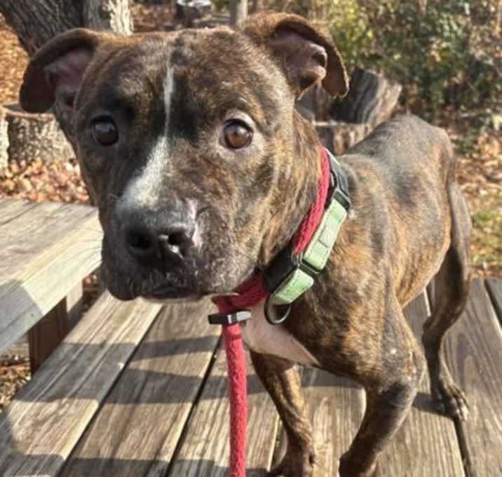 Photo of Reindeer Games 2