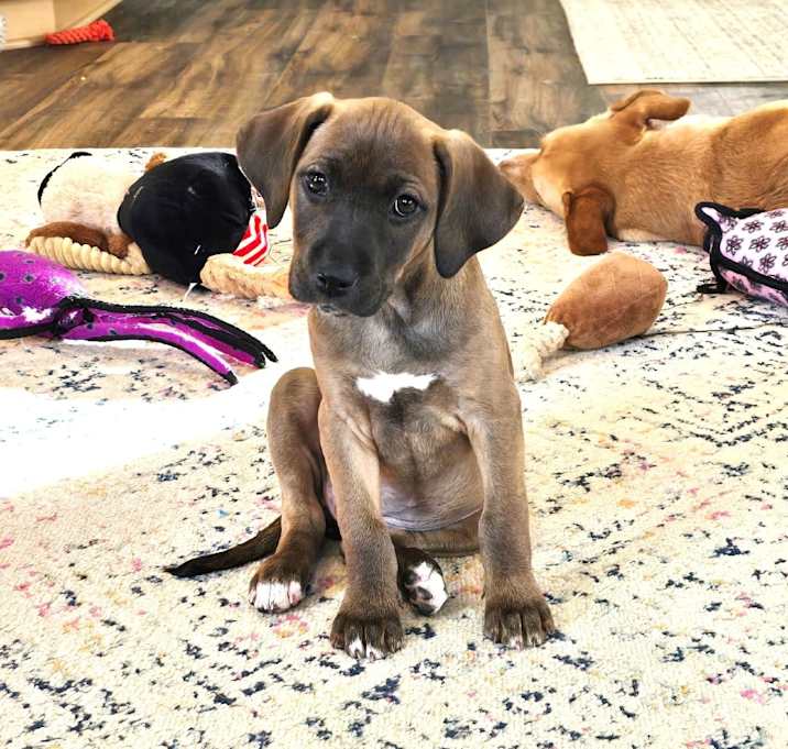 Photo of Santa's Vixen