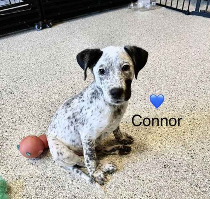 Photo of Connor