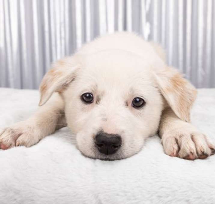 Photo of Xmas: Candy Cane