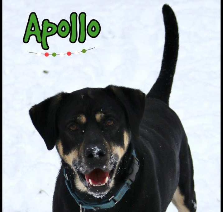 Photo of Apollo