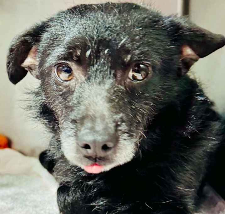 Photo of Chiquito $475