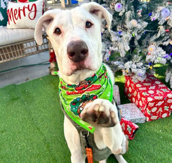 Photo of BARRY ALLEN