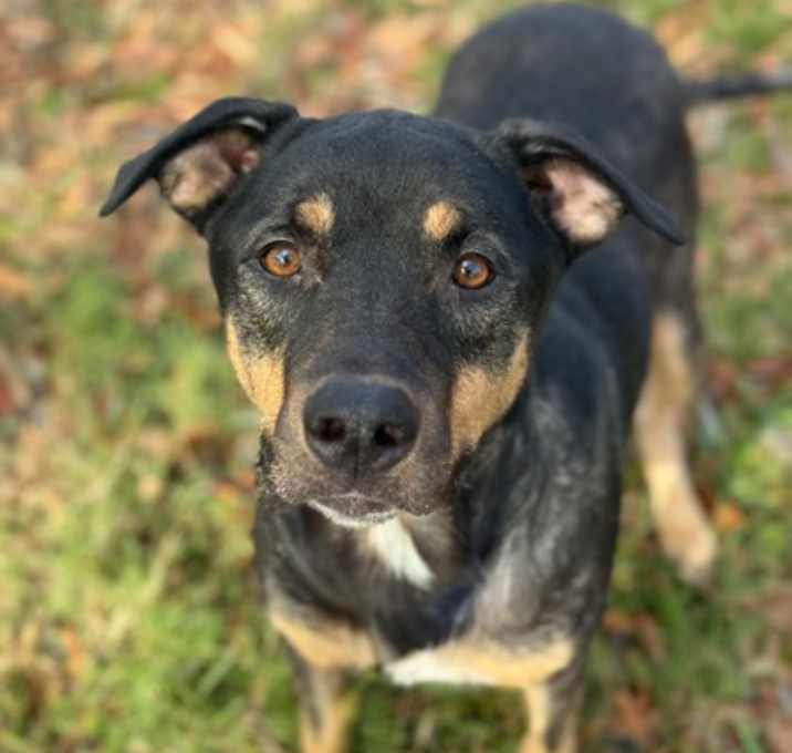 Photo of Butter Cookie