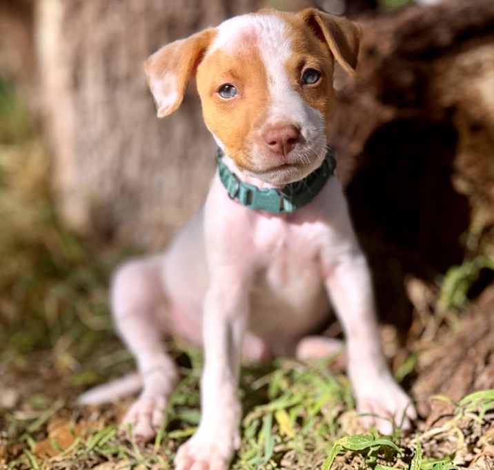 Photo of John Denver