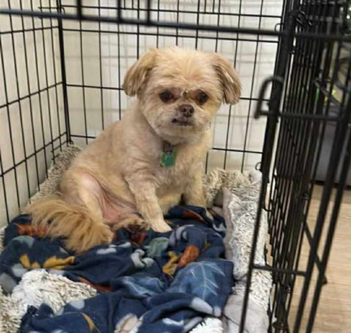 Photo of Dexter (bonded to Blade)