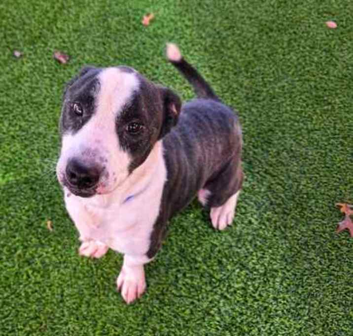 Photo of Sully- VIP HW+