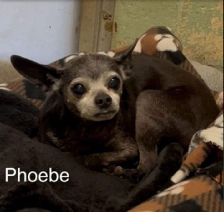 Photo of Phoebe